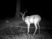 Kentucky deer hunting, western kentucky deer hunting, deer hunting, hunting, archery, Whitetail deer hunting, west ky whitetail hunting, kentucky whitetail outfitters, boone & crocket
