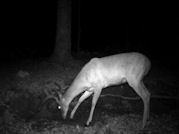 Kentucky deer hunting, western kentucky deer hunting, deer hunting, hunting, archery, Whitetail deer hunting, west ky whitetail hunting, kentucky whitetail outfitters, boone & crocket