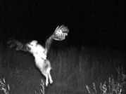 Kentucky deer hunting, western kentucky deer hunting, deer hunting, hunting, archery, Whitetail deer hunting, west ky whitetail hunting, kentucky whitetail outfitters, boone & crocket