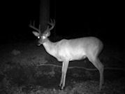 Kentucky deer hunting, western kentucky deer hunting, deer hunting, hunting, archery, Whitetail deer hunting, west ky whitetail hunting, kentucky whitetail outfitters, boone & crocket