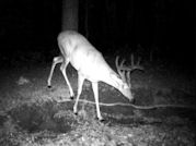 Kentucky deer hunting, western kentucky deer hunting, deer hunting, hunting, archery, Whitetail deer hunting, west ky whitetail hunting, kentucky whitetail outfitters, boone & crocket