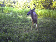 Kentucky deer hunting, western kentucky deer hunting, deer hunting, hunting, archery, Whitetail deer hunting, west ky whitetail hunting, kentucky whitetail outfitters, boone & crocket