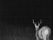 Kentucky deer hunting, western kentucky deer hunting, deer hunting, hunting, archery, Whitetail deer hunting, west ky whitetail hunting, kentucky whitetail outfitters, boone & crocket