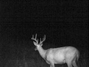 Kentucky deer hunting, western kentucky deer hunting, deer hunting, hunting, archery, Whitetail deer hunting, west ky whitetail hunting, kentucky whitetail outfitters, boone & crocket