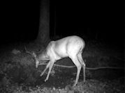Kentucky deer hunting, western kentucky deer hunting, deer hunting, hunting, archery, Whitetail deer hunting, west ky whitetail hunting, kentucky whitetail outfitters, boone & crocket
