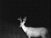 Kentucky deer hunting, western kentucky deer hunting, deer hunting, hunting, archery, Whitetail deer hunting, west ky whitetail hunting, kentucky whitetail outfitters, boone & crocket