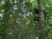 Kentucky deer hunting, western kentucky deer hunting, deer hunting, hunting, archery, Whitetail deer hunting, west ky whitetail hunting, kentucky whitetail outfitters, boone & crocket, food plots, deer food plots, chickory plots, lodging
