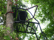 Kentucky deer hunting, western kentucky deer hunting, deer hunting, hunting, archery, Whitetail deer hunting, west ky whitetail hunting, kentucky whitetail outfitters, boone & crocket, food plots, deer food plots, chickory plots, lodging