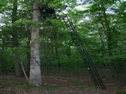 Kentucky deer hunting, western kentucky deer hunting, deer hunting, hunting, archery, Whitetail deer hunting, west ky whitetail hunting, kentucky whitetail outfitters, boone & crocket, food plots, deer food plots, chickory plots, lodging
