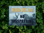 Kentucky deer hunting, western kentucky deer hunting, deer hunting, hunting, archery, Whitetail deer hunting, west ky whitetail hunting, kentucky whitetail outfitters, boone & crocket, food plots, deer food plots, chickory plots, lodging