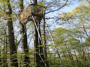 Kentucky deer hunting, western kentucky deer hunting, deer hunting, hunting, archery, Whitetail deer hunting, west ky whitetail hunting, kentucky whitetail outfitters, boone & crocket, food plots, deer food plots, chickory plots, lodging