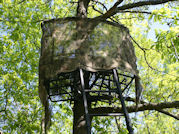 Kentucky deer hunting, western kentucky deer hunting, deer hunting, hunting, archery, Whitetail deer hunting, west ky whitetail hunting, kentucky whitetail outfitters, boone & crocket, food plots, deer food plots, chickory plots, lodging