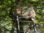 Kentucky deer hunting, western kentucky deer hunting, deer hunting, hunting, archery, Whitetail deer hunting, west ky whitetail hunting, kentucky whitetail outfitters, boone & crocket, food plots, deer food plots, chickory plots, lodging