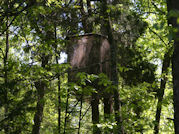 Kentucky deer hunting, western kentucky deer hunting, deer hunting, hunting, archery, Whitetail deer hunting, west ky whitetail hunting, kentucky whitetail outfitters, boone & crocket, food plots, deer food plots, chickory plots, lodging