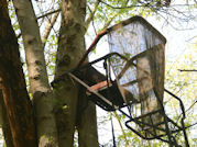 Kentucky deer hunting, western kentucky deer hunting, deer hunting, hunting, archery, Whitetail deer hunting, west ky whitetail hunting, kentucky whitetail outfitters, boone & crocket, food plots, deer food plots, chickory plots, lodging