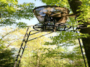 Kentucky deer hunting, western kentucky deer hunting, deer hunting, hunting, archery, Whitetail deer hunting, west ky whitetail hunting, kentucky whitetail outfitters, boone & crocket, food plots, deer food plots, chickory plots, lodging