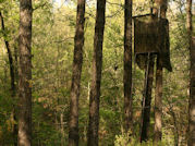 Kentucky deer hunting, western kentucky deer hunting, deer hunting, hunting, archery, Whitetail deer hunting, west ky whitetail hunting, kentucky whitetail outfitters, boone & crocket, food plots, deer food plots, chickory plots, lodging