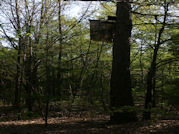 Kentucky deer hunting, western kentucky deer hunting, deer hunting, hunting, archery, Whitetail deer hunting, west ky whitetail hunting, kentucky whitetail outfitters, boone & crocket, food plots, deer food plots, chickory plots, lodging