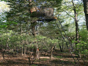 Kentucky deer hunting, western kentucky deer hunting, deer hunting, hunting, archery, Whitetail deer hunting, west ky whitetail hunting, kentucky whitetail outfitters, boone & crocket, food plots, deer food plots, chickory plots, lodging