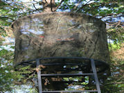Kentucky deer hunting, western kentucky deer hunting, deer hunting, hunting, archery, Whitetail deer hunting, west ky whitetail hunting, kentucky whitetail outfitters, boone & crocket, food plots, deer food plots, chickory plots, lodging