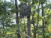 Kentucky deer hunting, western kentucky deer hunting, deer hunting, hunting, archery, Whitetail deer hunting, west ky whitetail hunting, kentucky whitetail outfitters, boone & crocket, food plots, deer food plots, chickory plots, lodging