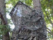 Kentucky deer hunting, western kentucky deer hunting, deer hunting, hunting, archery, Whitetail deer hunting, west ky whitetail hunting, kentucky whitetail outfitters, boone & crocket, food plots, deer food plots, chickory plots, lodging