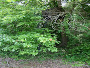 Kentucky deer hunting, western kentucky deer hunting, deer hunting, hunting, archery, Whitetail deer hunting, west ky whitetail hunting, kentucky whitetail outfitters, boone & crocket, food plots, deer food plots, chickory plots, lodging