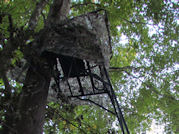 Kentucky deer hunting, western kentucky deer hunting, deer hunting, hunting, archery, Whitetail deer hunting, west ky whitetail hunting, kentucky whitetail outfitters, boone & crocket, food plots, deer food plots, chickory plots, lodging