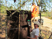 Kentucky deer hunting, western kentucky deer hunting, deer hunting, hunting, archery, Whitetail deer hunting, west ky whitetail hunting, kentucky whitetail outfitters, boone & crocket, food plots, deer food plots, chickory plots, lodging