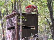 Kentucky deer hunting, western kentucky deer hunting, deer hunting, hunting, archery, Whitetail deer hunting, west ky whitetail hunting, kentucky whitetail outfitters, boone & crocket, food plots, deer food plots, chickory plots, lodging