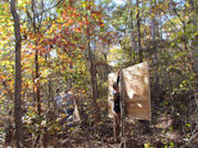 Kentucky deer hunting, western kentucky deer hunting, deer hunting, hunting, archery, Whitetail deer hunting, west ky whitetail hunting, kentucky whitetail outfitters, boone & crocket, food plots, deer food plots, chickory plots, lodging