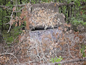 Kentucky deer hunting, western kentucky deer hunting, deer hunting, hunting, archery, Whitetail deer hunting, west ky whitetail hunting, kentucky whitetail outfitters, boone & crocket, food plots, deer food plots, chickory plots, lodging
