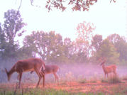 Kentucky deer hunting, western kentucky deer hunting, deer hunting, hunting, archery, Whitetail deer hunting, west ky whitetail hunting, kentucky whitetail outfitters, boone & crocket