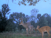 Kentucky deer hunting, western kentucky deer hunting, deer hunting, hunting, archery, Whitetail deer hunting, west ky whitetail hunting, kentucky whitetail outfitters, boone & crocket