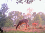 Kentucky deer hunting, western kentucky deer hunting, deer hunting, hunting, archery, Whitetail deer hunting, west ky whitetail hunting, kentucky whitetail outfitters, boone & crocket