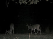 Kentucky deer hunting, western kentucky deer hunting, deer hunting, hunting, archery, Whitetail deer hunting, west ky whitetail hunting, kentucky whitetail outfitters, boone & crocket
