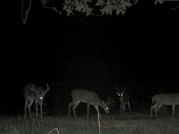 Kentucky deer hunting, western kentucky deer hunting, deer hunting, hunting, archery, Whitetail deer hunting, west ky whitetail hunting, kentucky whitetail outfitters, boone & crocket