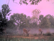Kentucky deer hunting, western kentucky deer hunting, deer hunting, hunting, archery, Whitetail deer hunting, west ky whitetail hunting, kentucky whitetail outfitters, boone & crocket