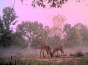 Kentucky deer hunting, western kentucky deer hunting, deer hunting, hunting, archery, Whitetail deer hunting, west ky whitetail hunting, kentucky whitetail outfitters, boone & crocket