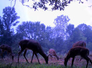 Kentucky deer hunting, western kentucky deer hunting, deer hunting, hunting, archery, Whitetail deer hunting, west ky whitetail hunting, kentucky whitetail outfitters, boone & crocket
