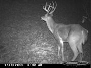 Kentucky deer hunting, western kentucky deer hunting, deer hunting, hunting, archery, Whitetail deer hunting, west ky whitetail hunting, kentucky whitetail outfitters, boone & crocket, food plots, deer food plots, chickory plots, lodging