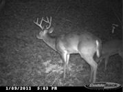 Kentucky deer hunting, western kentucky deer hunting, deer hunting, hunting, archery, Whitetail deer hunting, west ky whitetail hunting, kentucky whitetail outfitters, boone & crocket, food plots, deer food plots, chickory plots, lodging