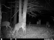 Kentucky deer hunting, western kentucky deer hunting, deer hunting, hunting, archery, Whitetail deer hunting, west ky whitetail hunting, kentucky whitetail outfitters, boone & crocket, food plots, deer food plots, chickory plots, lodging
