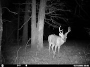 Kentucky deer hunting, western kentucky deer hunting, deer hunting, hunting, archery, Whitetail deer hunting, west ky whitetail hunting, kentucky whitetail outfitters, boone & crocket, food plots, deer food plots, chickory plots, lodging