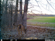 Kentucky deer hunting, western kentucky deer hunting, deer hunting, hunting, archery, Whitetail deer hunting, west ky whitetail hunting, kentucky whitetail outfitters, boone & crocket, food plots, deer food plots, chickory plots, lodging