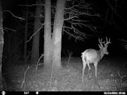 Kentucky deer hunting, western kentucky deer hunting, deer hunting, hunting, archery, Whitetail deer hunting, west ky whitetail hunting, kentucky whitetail outfitters, boone & crocket, food plots, deer food plots, chickory plots, lodging