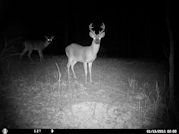 Kentucky deer hunting, western kentucky deer hunting, deer hunting, hunting, archery, Whitetail deer hunting, west ky whitetail hunting, kentucky whitetail outfitters, boone & crocket, food plots, deer food plots, chickory plots, lodging