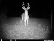 Kentucky deer hunting, western kentucky deer hunting, deer hunting, hunting, archery, Whitetail deer hunting, west ky whitetail hunting, kentucky whitetail outfitters, boone & crocket, food plots, deer food plots, chickory plots, lodging