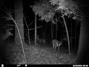 Kentucky deer hunting, western kentucky deer hunting, deer hunting, hunting, archery, Whitetail deer hunting, west ky whitetail hunting, kentucky whitetail outfitters, boone & crocket, food plots, deer food plots, chickory plots, lodging
