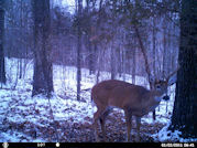 Kentucky deer hunting, western kentucky deer hunting, deer hunting, hunting, archery, Whitetail deer hunting, west ky whitetail hunting, kentucky whitetail outfitters, boone & crocket, food plots, deer food plots, chickory plots, lodging